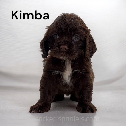 puppy, for, sale, Cocker Spaniel, Joe & Cherri  Overlease, dog, breeder, Miller, MO, dog-breeder, puppy-for-sale, forsale, nearby, find, puppyfind, locator, puppylocator, aca